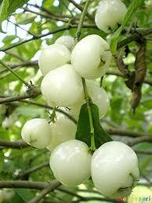 BDSresolve Java Plum Plant(Hybrid, Pack of 1)