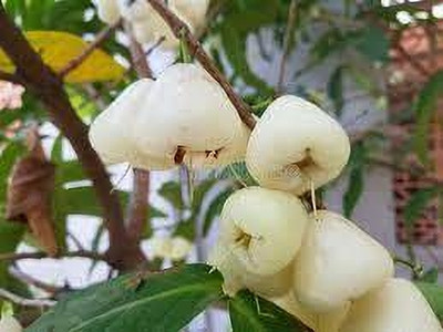 BDSresolve Java Plum Plant(Hybrid, Pack of 1)