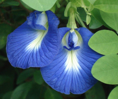 Greenlive traders Aparajita/ Butterfly Pea Plant(Hybrid, Pack of 1)