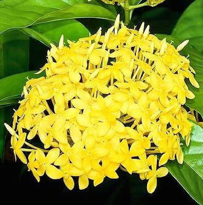 KUMUBON Trothic Ixora/Chethi Plant(Hybrid, Pack of 1)
