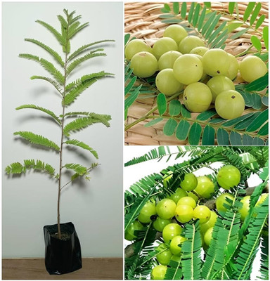 AVEFARIYA Amla Plant(Hybrid, Pack of 1)