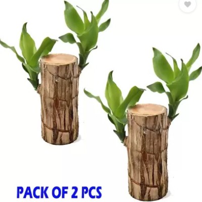 Leafyjoy Mini Brazalian wood(Pack of 2)