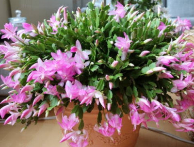 Cactus Cactus Opuntia Microdasys Plant(Hybrid, Pack of 1)