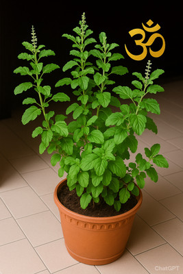 Subhrajit Tulsi Plant(Hybrid, Pack of 1)