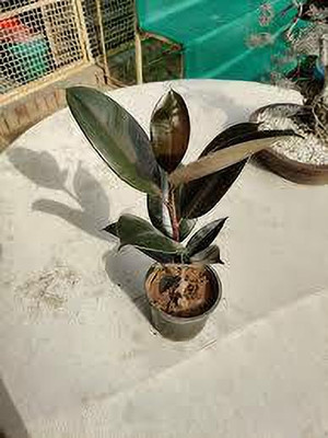 ABEFARIYA Rubber Tree(Hybrid, Pack of 1)