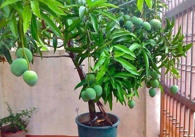 AFARTIOBINA Mango Plant(Hybrid, Pack of 1)