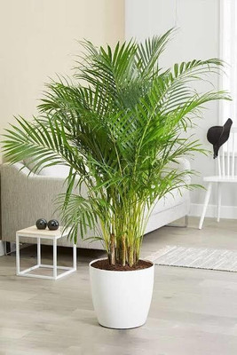 KUMUBON Areca Palm(Hybrid, Pack of 1)