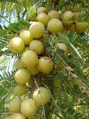 KPBHANDER Amla Plant(Hybrid, Pack of 1)