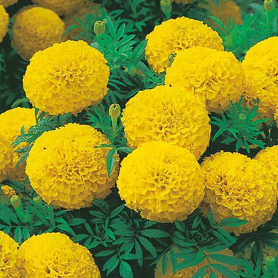 Cloud Farm Marigold Plant(Hybrid, Pack of 1)