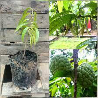 Gardeners Choice Custard Apple Plant(Hybrid, Pack of 1)