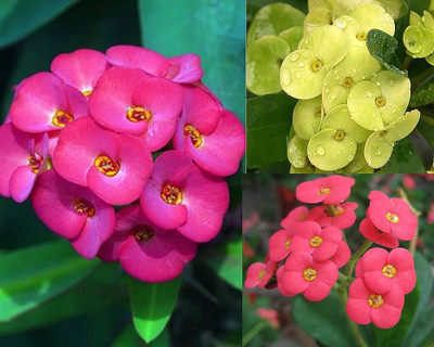 ALOCHUZ Euphorbia Milii Dwarf Apache Red Cactus Plant(Hybrid, Pack of 1)