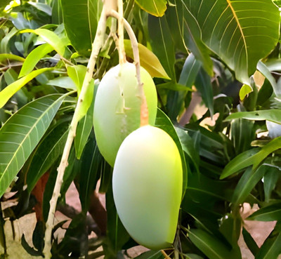 Hidden Enterprise Mango Plant(Pack of 1)