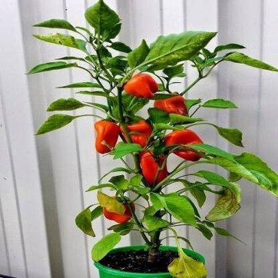 Cloud Farm Mirch/Chilli Plant(Hybrid, Pack of 1)