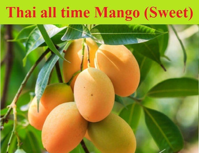 greenhousestore Mango Plant(Hybrid, Pack of 1)