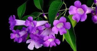 garlicvine Verbena Plant(Hybrid, Pack of 1)