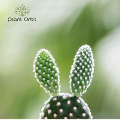 PLANT ORBIT Cactus Opuntia Microdasys Plant(Pack of 1)