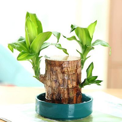 Platone Mini Brazalian wood(Hybrid, Pack of 1)