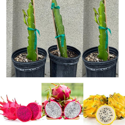 GLOBQRO Dragon Tree(Hybrid, Pack of 1)