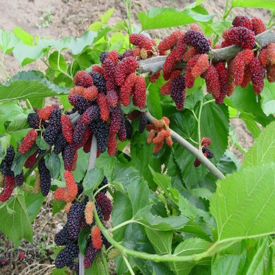 dream shop now Shahtoot/Mulberry Plant(Hybrid, Pack of 1)