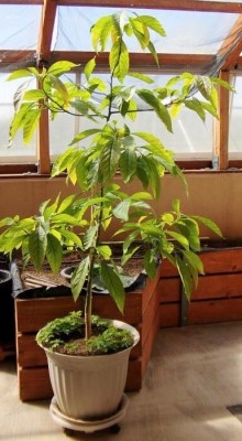 greenhousestore Avocado Plant(Hybrid, Pack of 1)