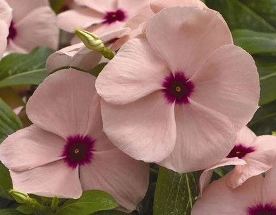 GreenyOn Sadabahar/Periwinkle Plant(Hybrid, Pack of 1)