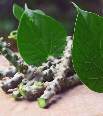 VibeX Giloy Stems/ Giloy Stems/Seeds Seed(2 per packet)