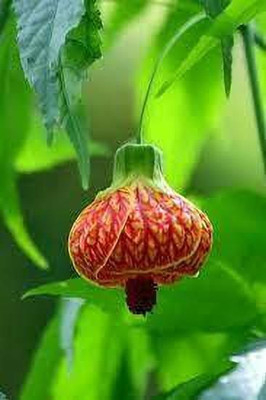 LeafLinkPlants Hibiscus Plant(Hybrid, Pack of 1)