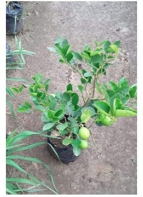 Treeicks Lemon Plant(Hybrid, Pack of 1)