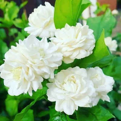the green dotcom Jasmine Plant(Hybrid, Pack of 1)