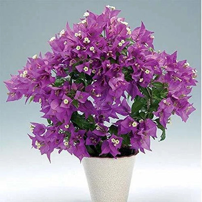 LeafLinkPlants Bougainvillea Plant(Hybrid, Pack of 1)