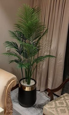 MAITRA AND SONS Areca Palm(Hybrid, Pack of 1)
