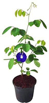 Risenshine Aparajita/ Butterfly Pea Plant(Hybrid, Pack of 1)
