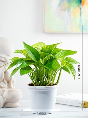 KUNUBON Money Plant(Hybrid, Pack of 1)