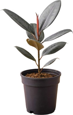 NiMoj Rubber Tree, Ficus Elastica Robusta Plant(Hybrid, Pack of 1)