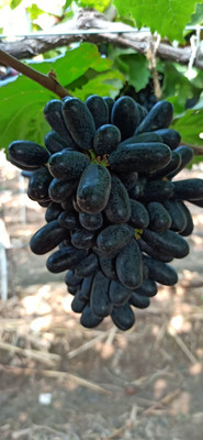 GLOBQRO Grape Plant(Hybrid, Pack of 1)