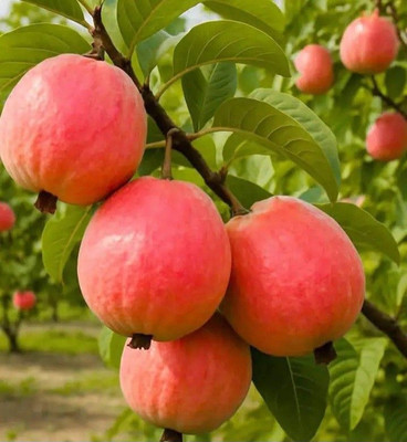 BREEZY BLOOMS Guava Plant(Hybrid, Pack of 1)