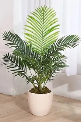 Ravenea Traveller Palm Plant(Hybrid, Pack of 1)