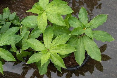 GreenyOn Insulin Plant(Hybrid, Pack of 1)