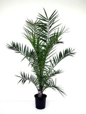 pankaj nursery Phoneix Palm Plant(Pack of 1)