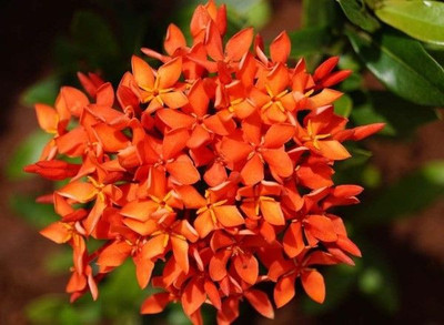 AFARTIOBINA Trothic Ixora/Chethi Plant(Hybrid, Pack of 1)