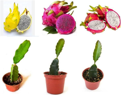 fuegoasiss Dragon Tree, Dragon Bubble Plant(Hybrid, Pack of 3)