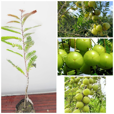 Cloud Farm Amla Plant(Hybrid, Pack of 1)