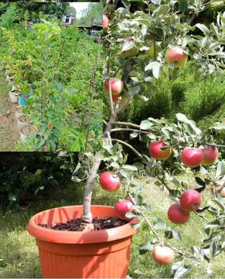 aaaple Apple Plant(Hybrid, Pack of 1)