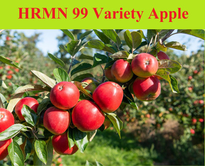 PB honey priya plant Apple Plant(Hybrid, Pack of 1)