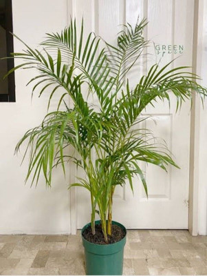 KS TRADERS Areca Palm(Hybrid, Pack of 1)