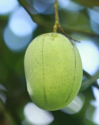 APOSOLUARD Mango Plant(Hybrid, Pack of 1)