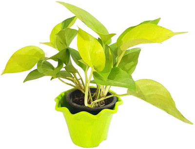 Vijay Sales Money Plant(Hybrid, Pack of 1)