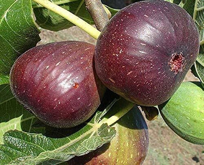 Cloud Farm Gular/Cluster Fig Plant(Hybrid, Pack of 1)