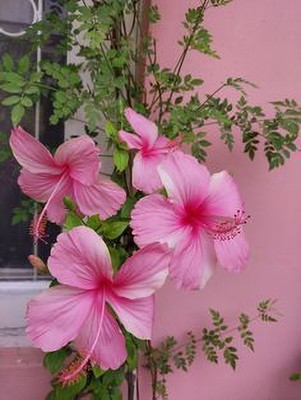 MAITRA AND SONS Hibiscus Gudhal Flower Plant(Hybrid, Pack of 1)