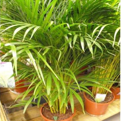 Sarika Areca Palm(Hybrid, Pack of 1)